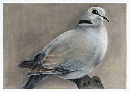 Little Dove