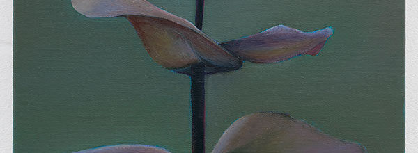 Baby Blue Eucalyptus